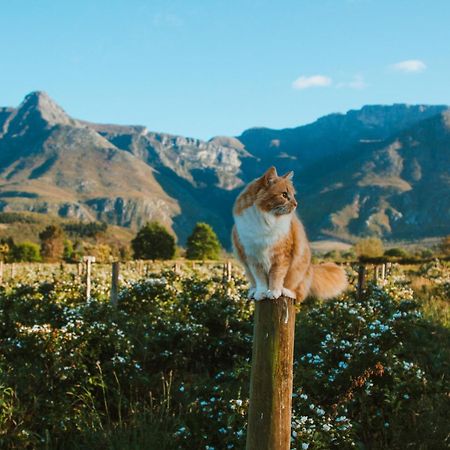 Wildebraam Berry Estate Villa Swellendam Eksteriør bilde
