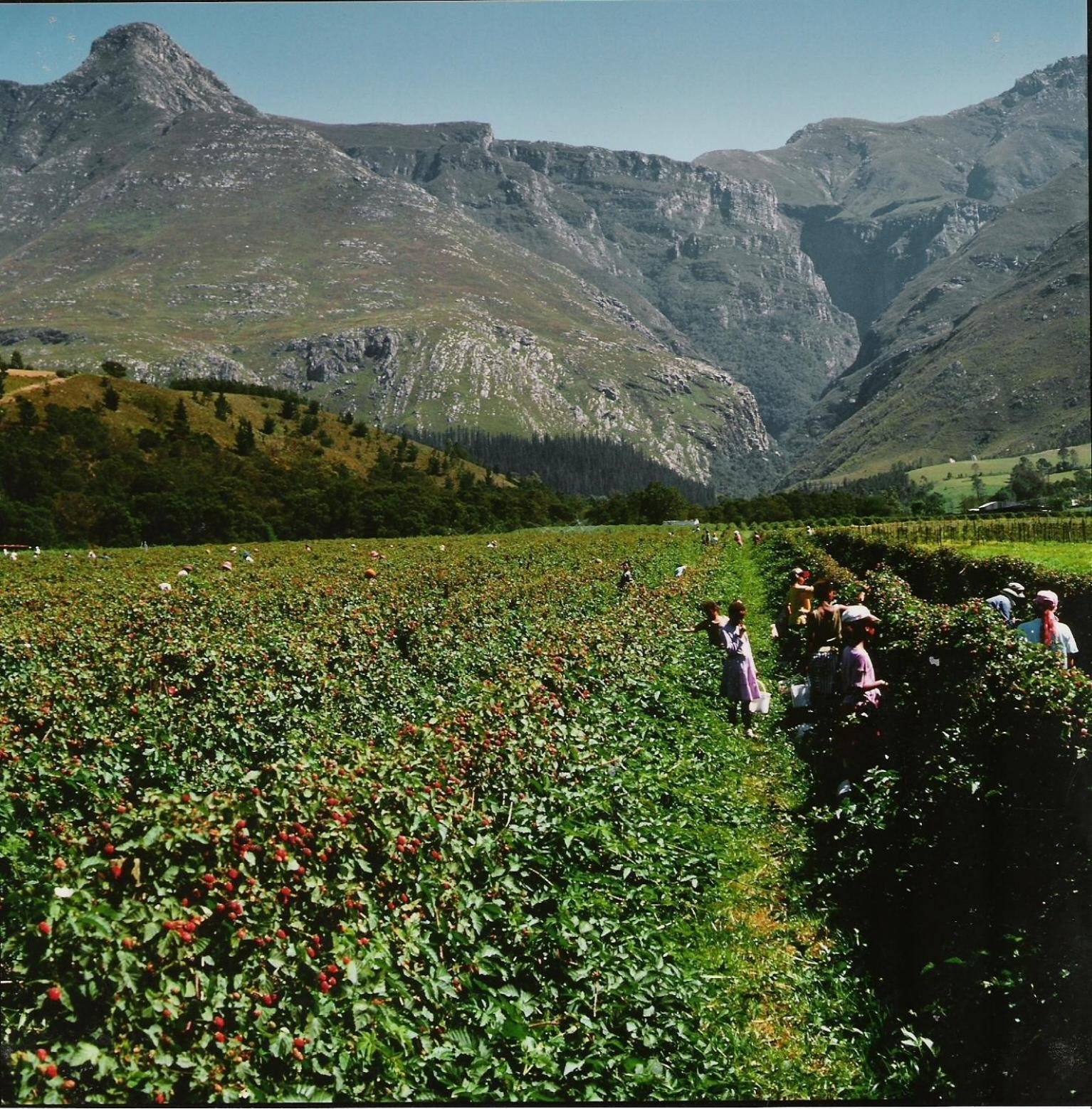 Wildebraam Berry Estate Villa Swellendam Eksteriør bilde