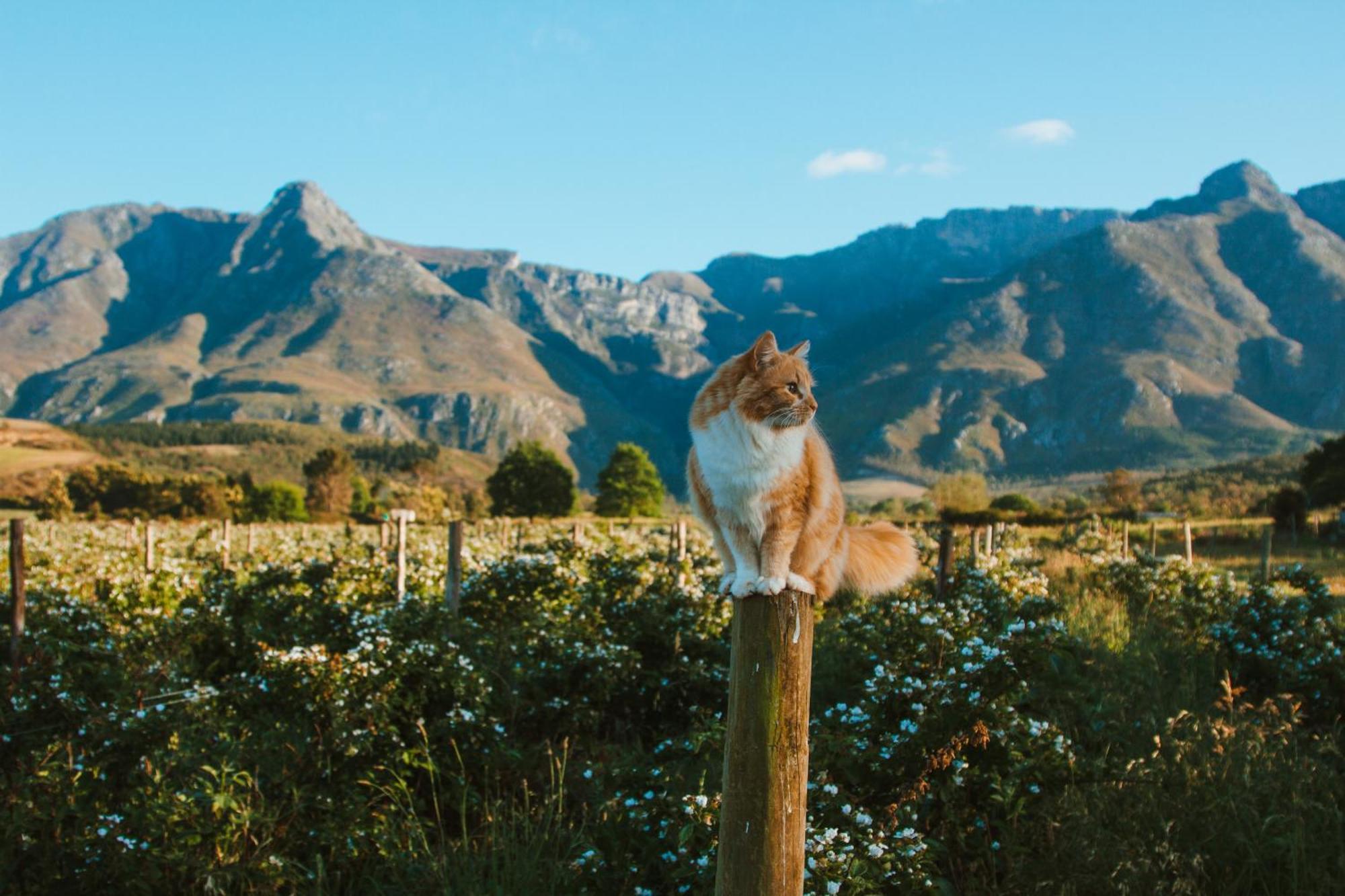 Wildebraam Berry Estate Villa Swellendam Eksteriør bilde