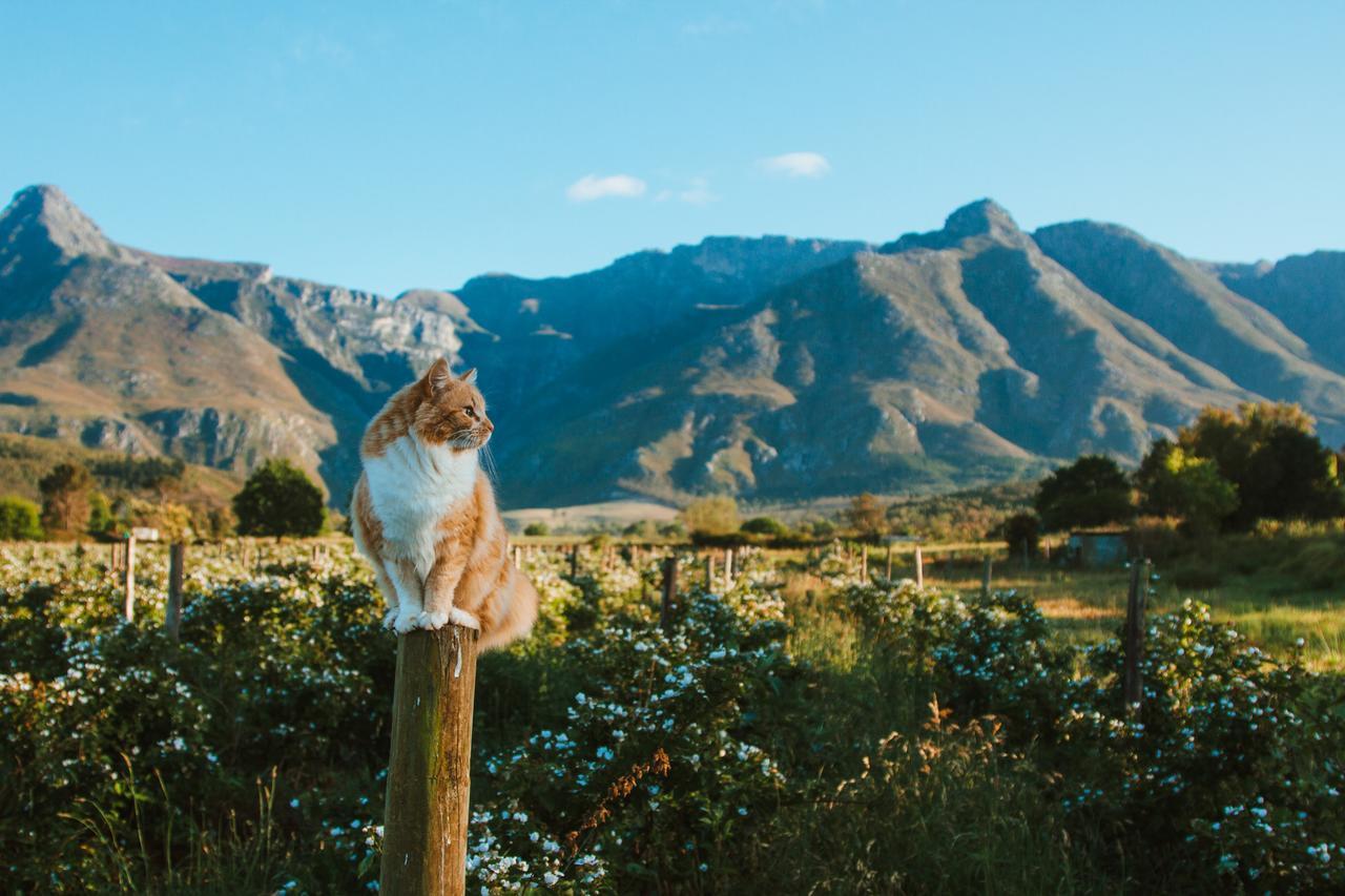Wildebraam Berry Estate Villa Swellendam Eksteriør bilde